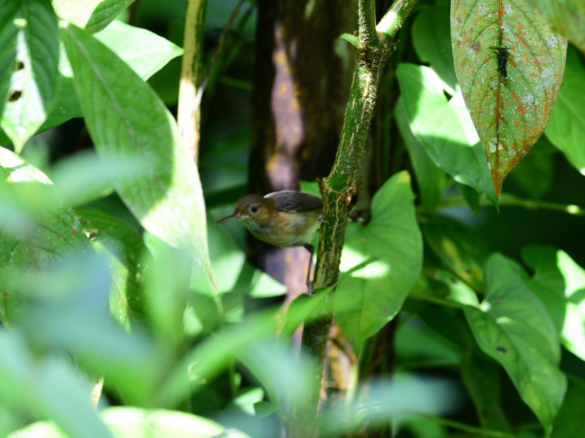 Long-billed Gnatwren - ML99580501