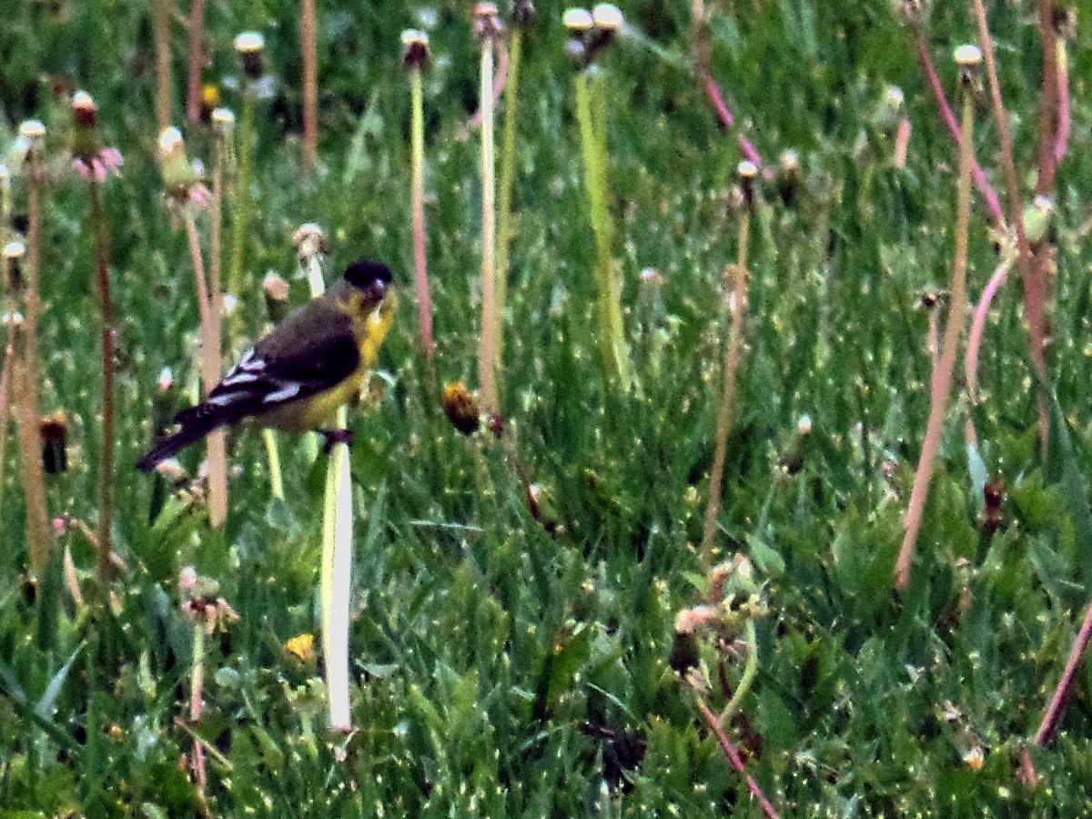 Lesser Goldfinch - Kendall Purser
