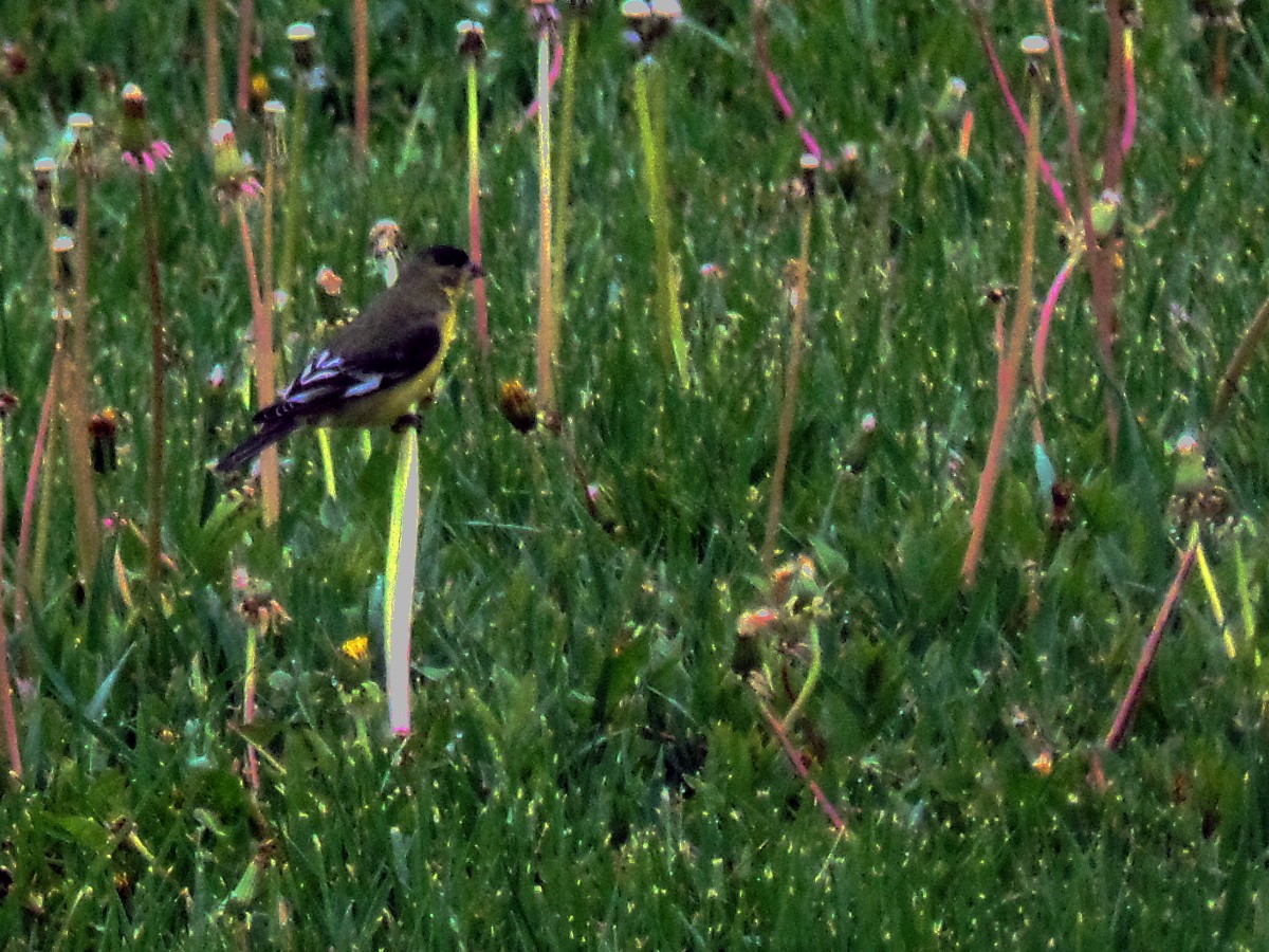 Lesser Goldfinch - ML99580731