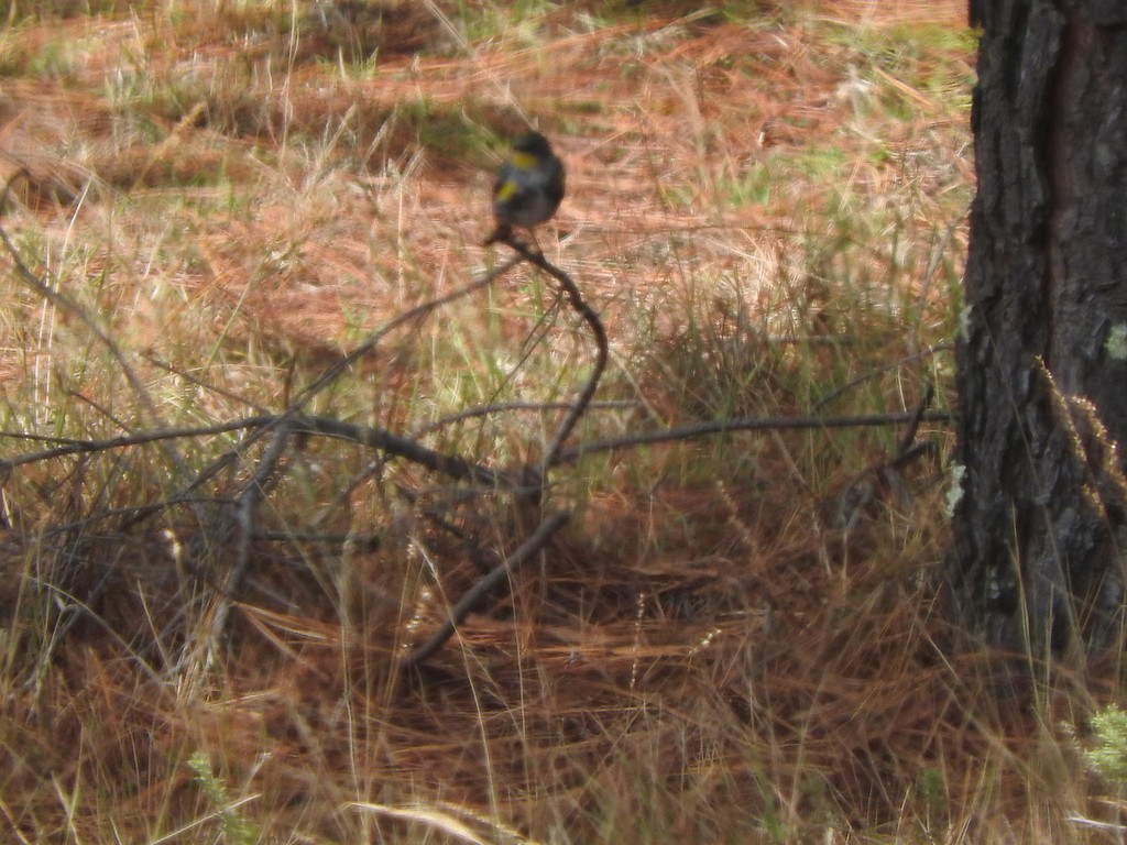 myrteparula - ML99581981