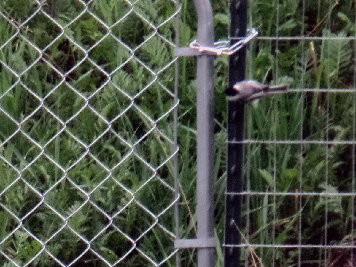 Black-capped Chickadee - ML99582601