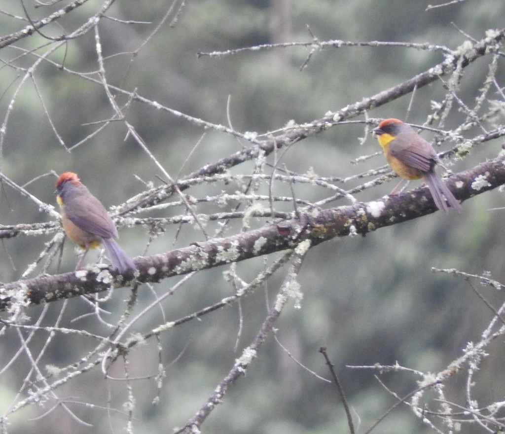 brunkronekjerrspurv - ML99583691
