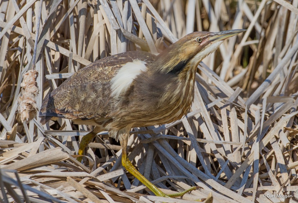 American Bittern - Curt Morgan