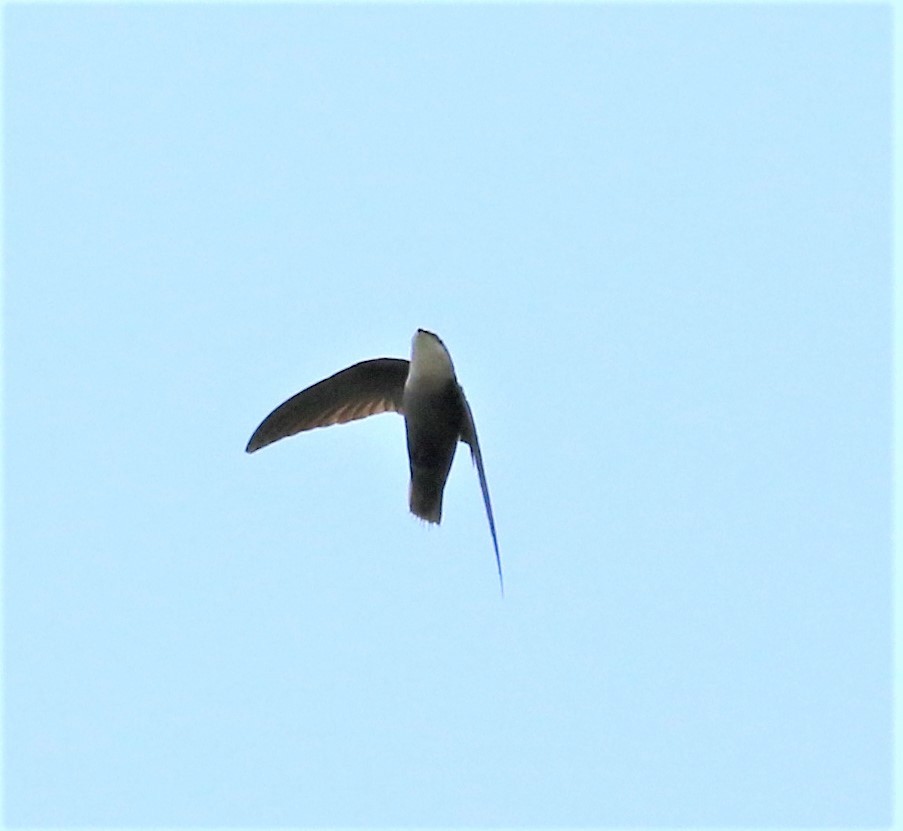 Chimney Swift - Ann Vaughan