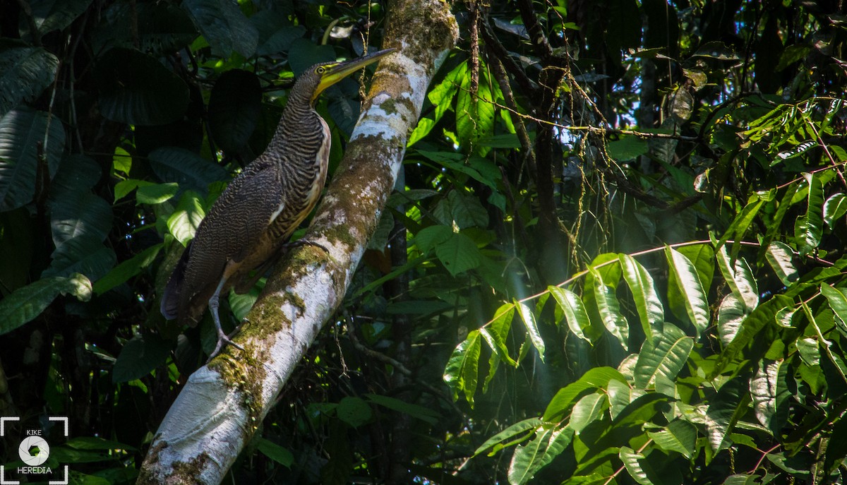 Bare-throated Tiger-Heron - ML99588651