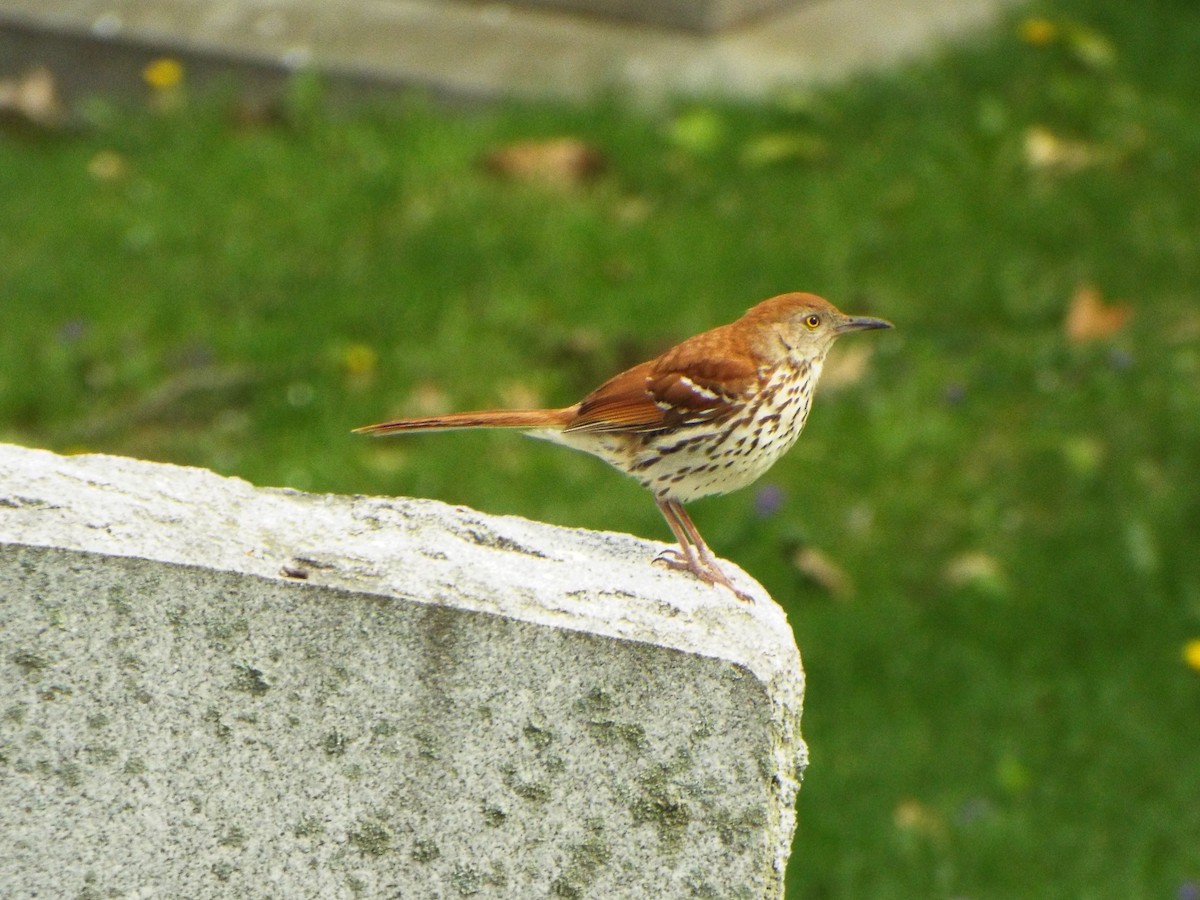 Brown Thrasher - ML99588931