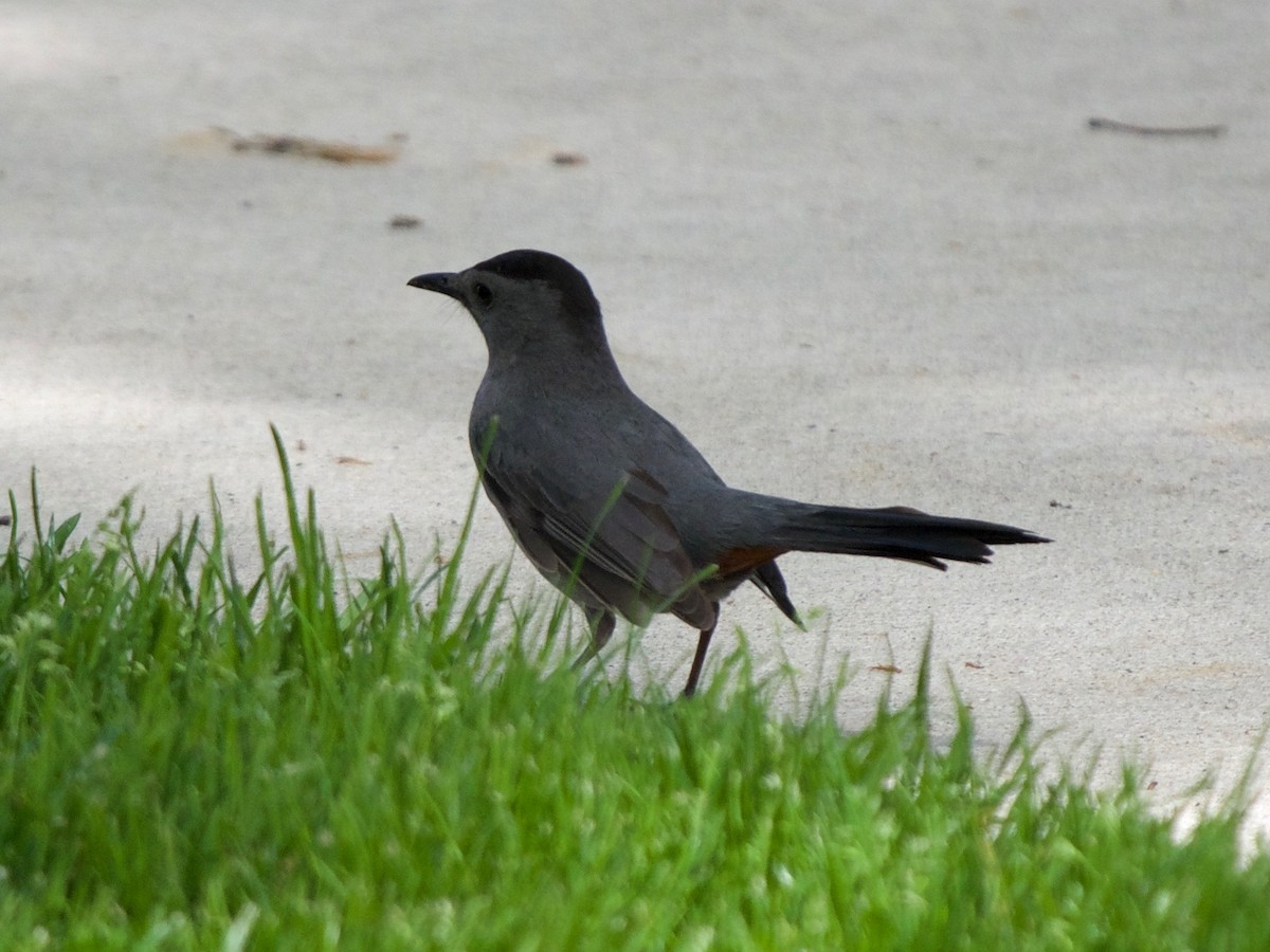 Gray Catbird - ML99589421