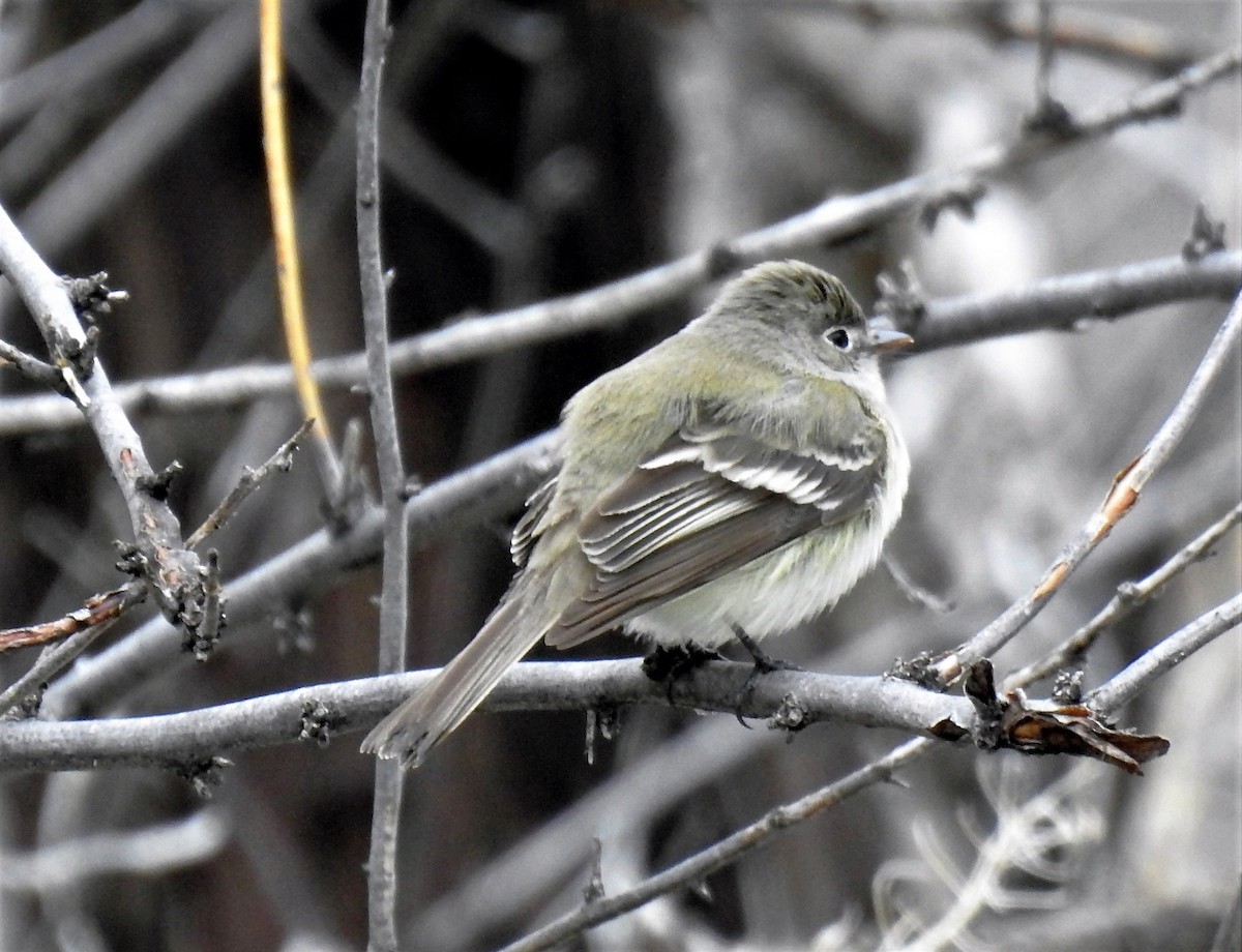 Least Flycatcher - ML99590981