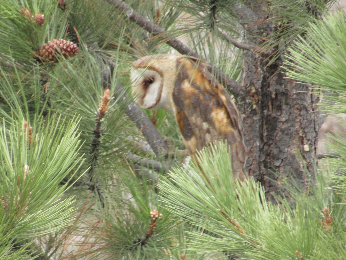 Barn Owl - ML99591591