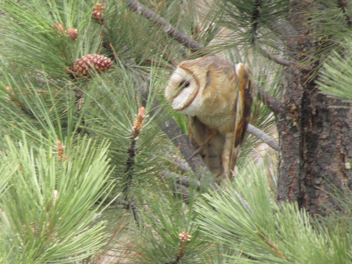 Barn Owl - ML99591601