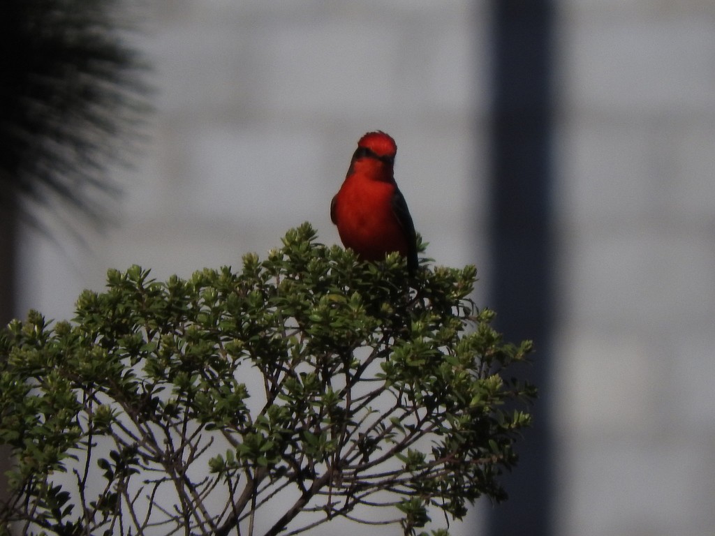 Mosquero Cardenal - ML99594001