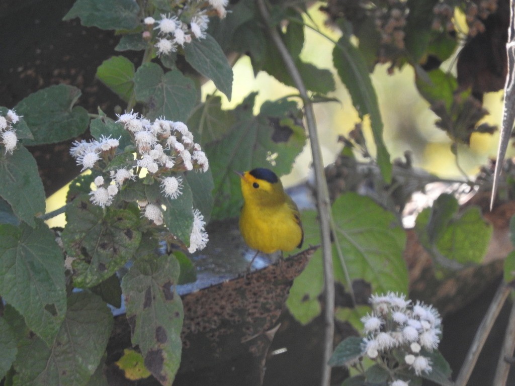 kalottparula - ML99594311
