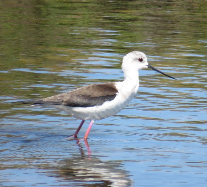 Black-winged Stilt - ML99596541