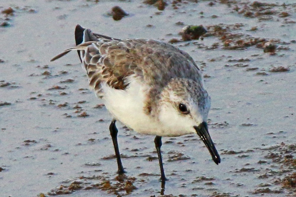 Sanderling - Robert Kirk