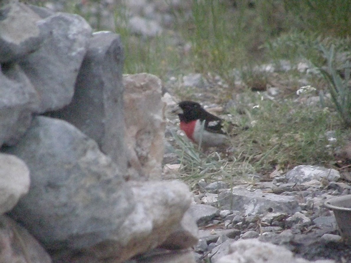 Rose-breasted Grosbeak - ML99598261