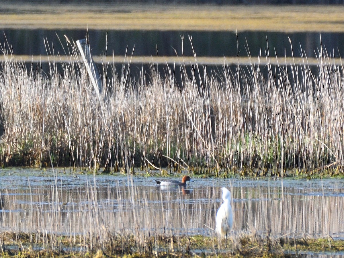 Eurasian Wigeon - ML99599501