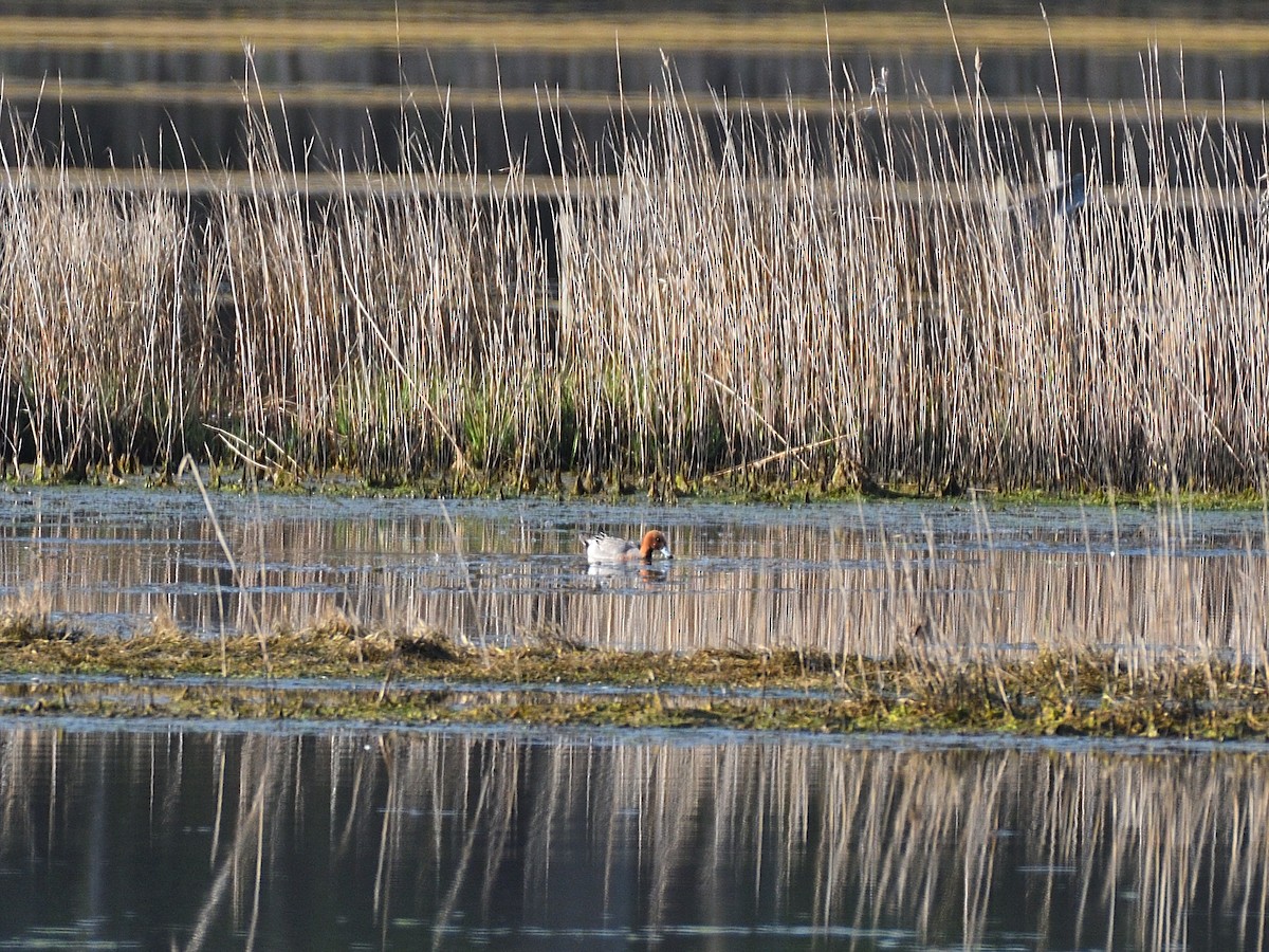 Eurasian Wigeon - Hugh Whelan