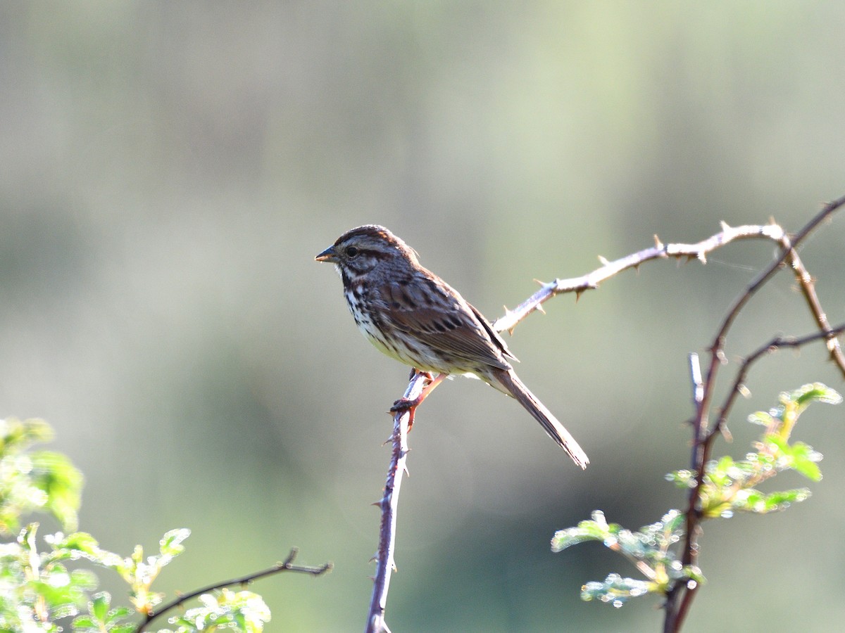 Song Sparrow - ML99599871