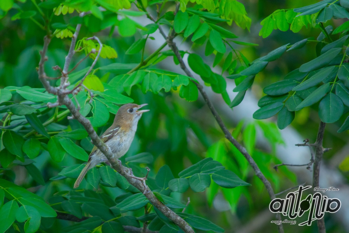Cozumel Vireo - Antonio Rios