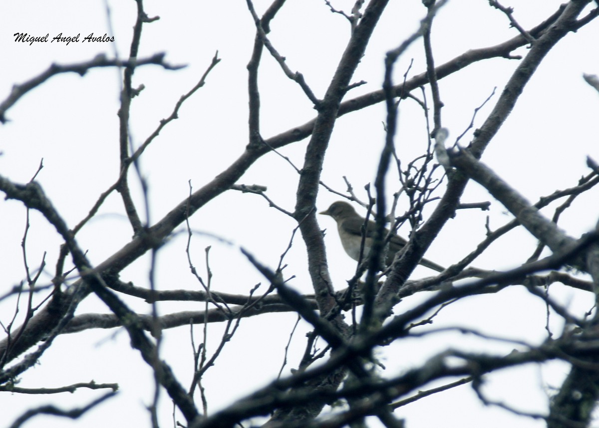 Creamy-bellied Thrush - ML99604301