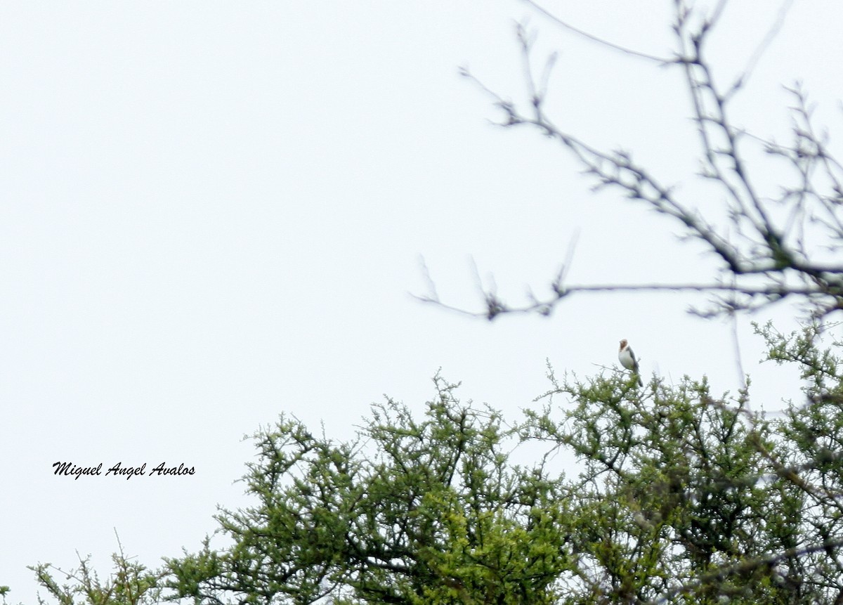 Red-crested Cardinal - ML99604561