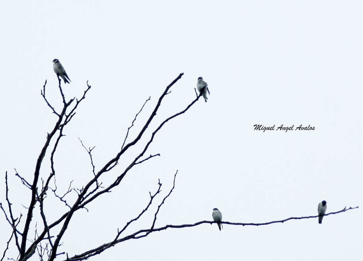 White-rumped Swallow - Miguel Avalos