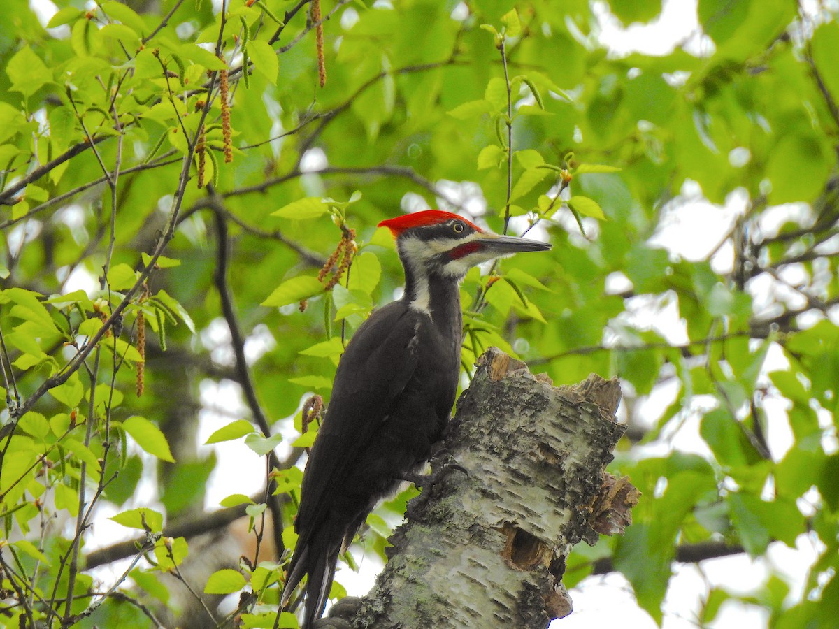 Pileated Woodpecker - ML99605421