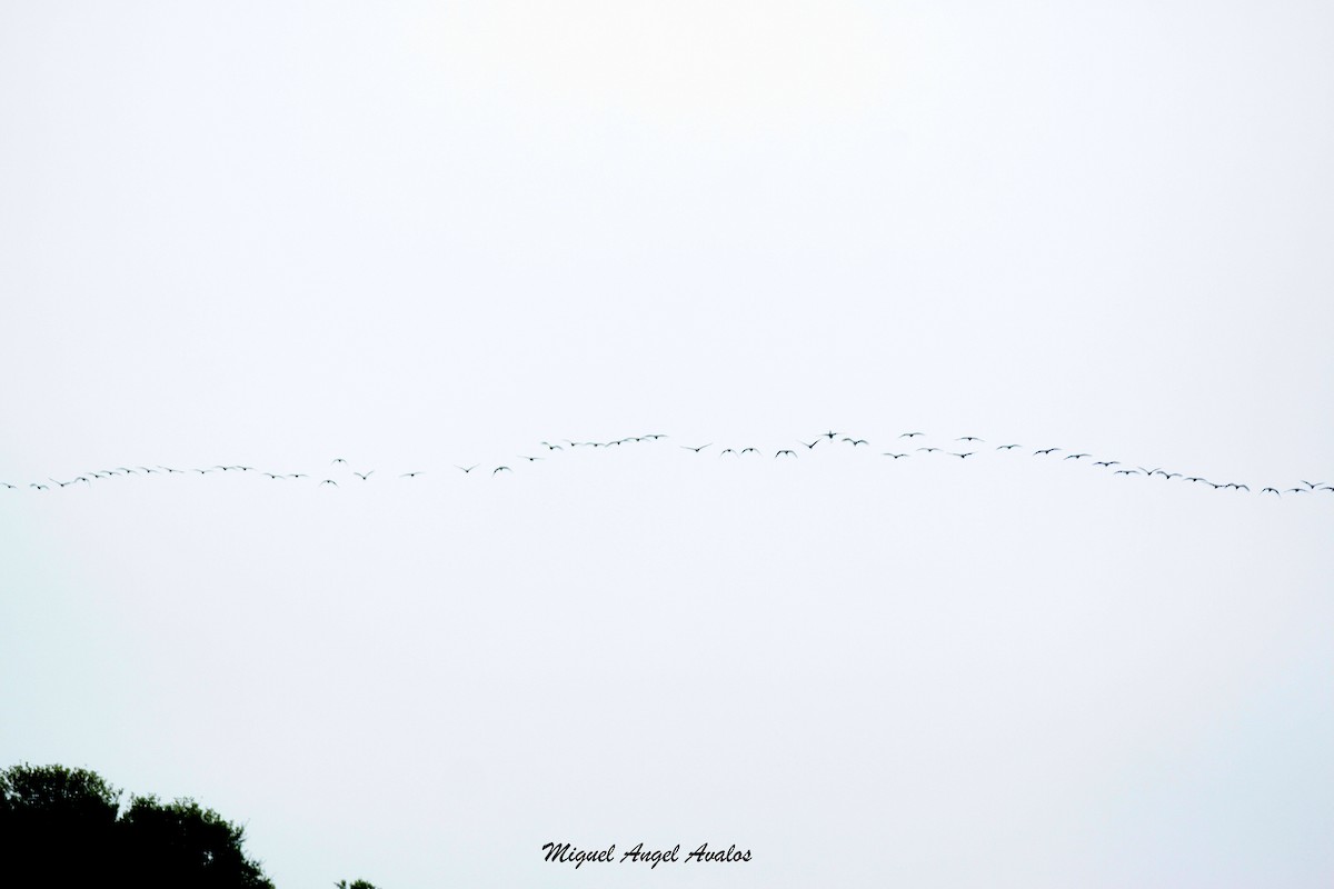 White-faced Ibis - ML99605521