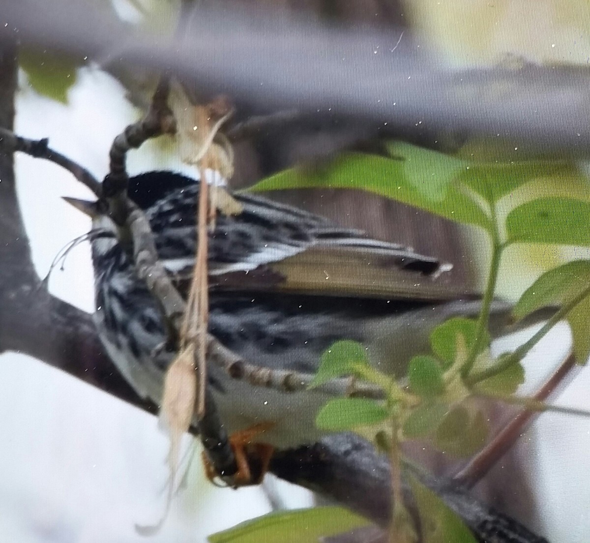 Blackpoll Warbler - ML99608811