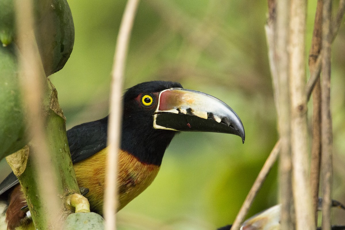 Collared Aracari - ML99609091