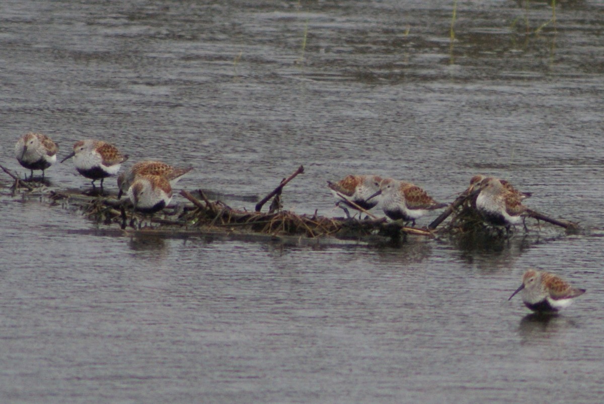 Alpenstrandläufer - ML99609461