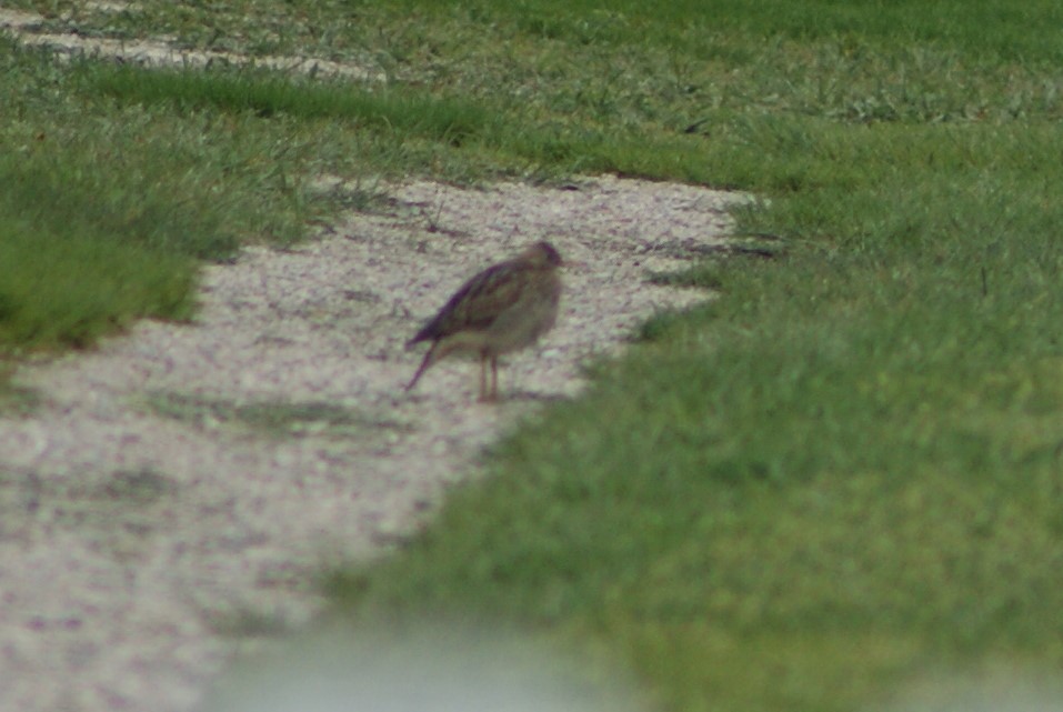 Upland Sandpiper - ML99610061