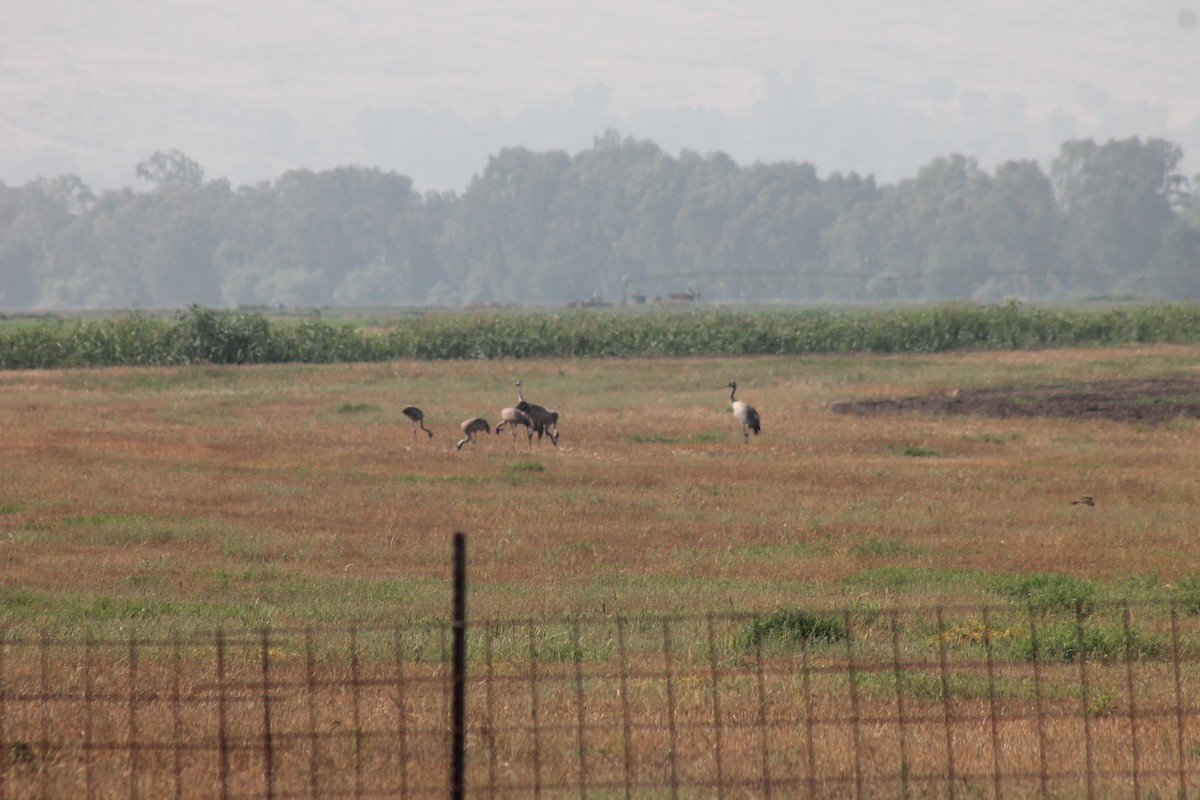 Common Crane - ML99610161