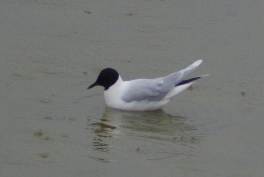 Little Gull - Ethan Kibbey