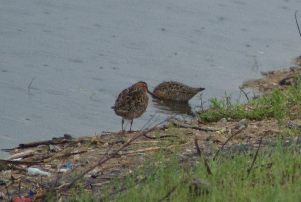 Short-billed Dowitcher - ML99611811