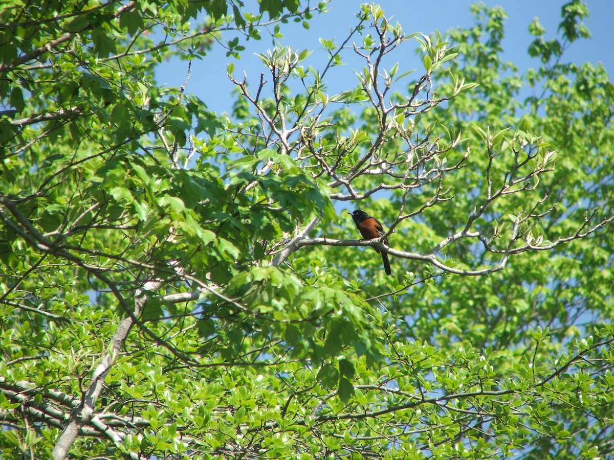 Orchard Oriole - ML99613051