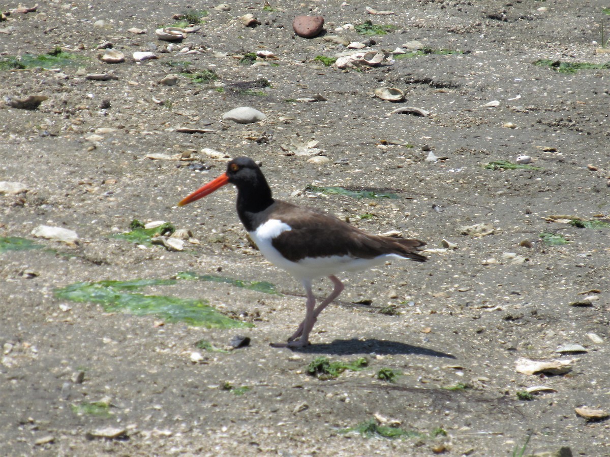 American Oystercatcher - Vollie Rifner