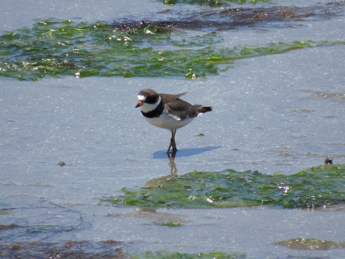 Semipalmated Plover - Vollie Rifner