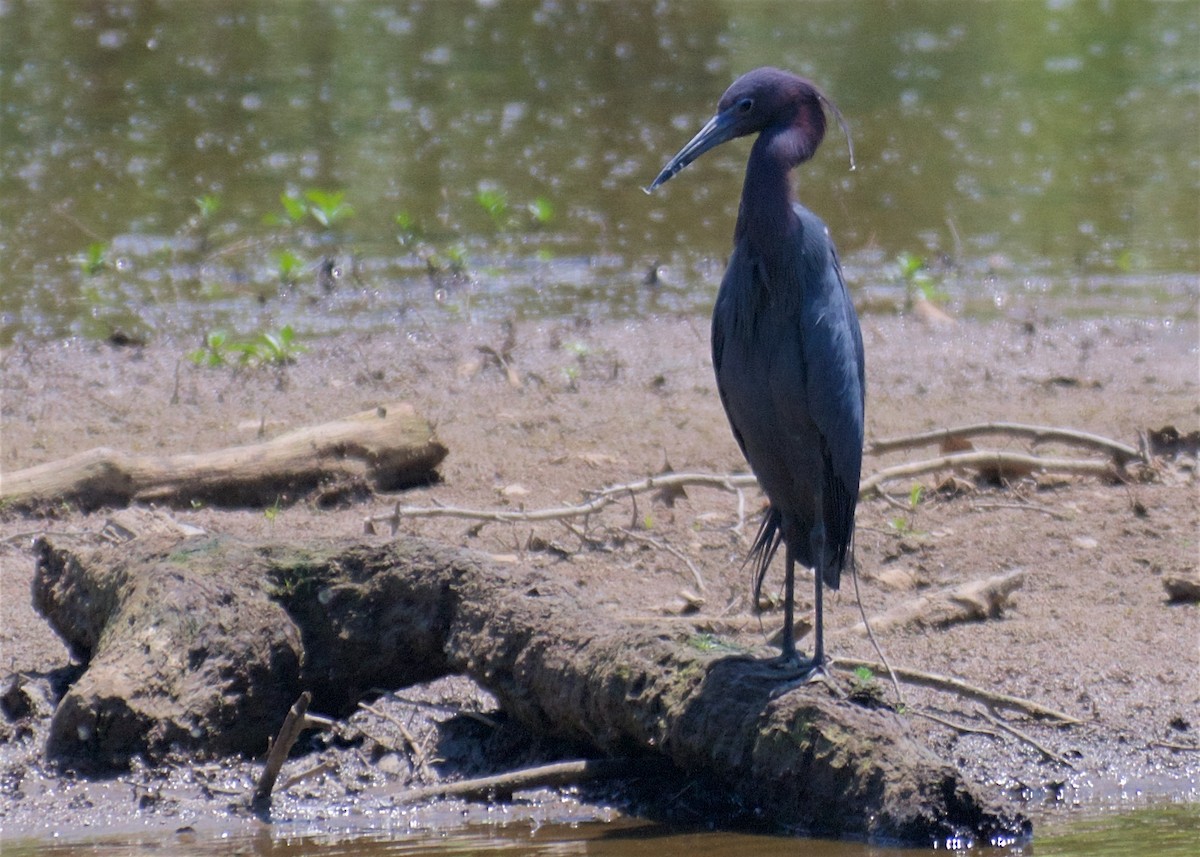 Little Blue Heron - ML99613631