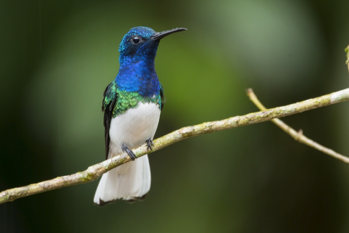 White-necked Jacobin - Stefano Ianiro