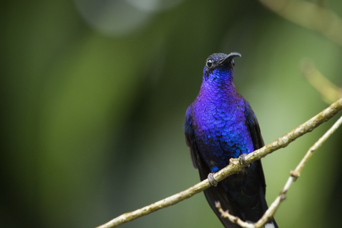 Violet Sabrewing - Stefano Ianiro