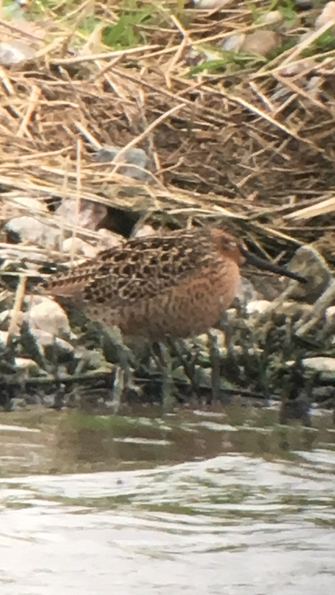 Short-billed Dowitcher - Caleb Putnam