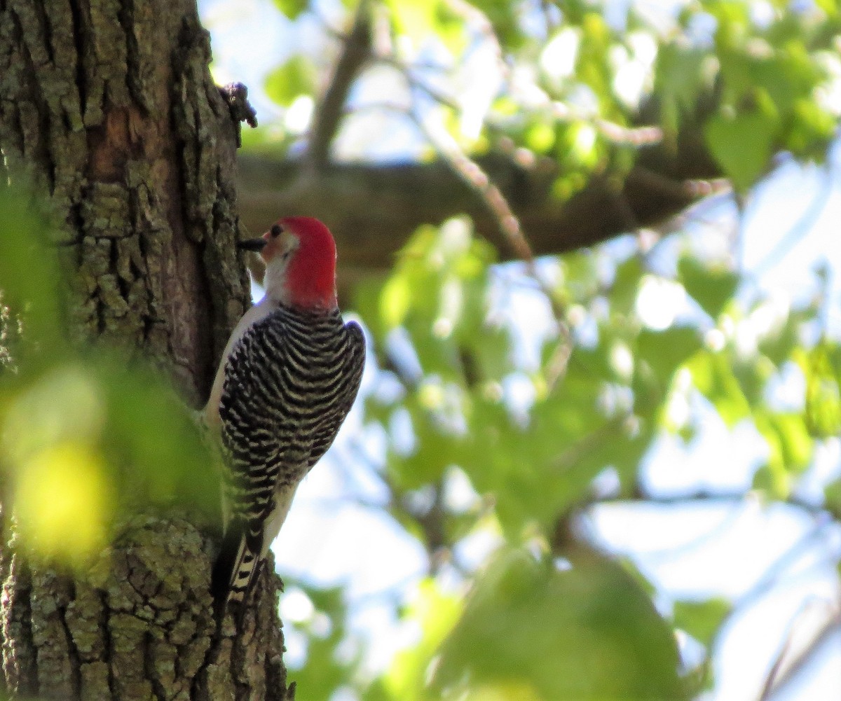 Red-bellied Woodpecker - Lynn Barber