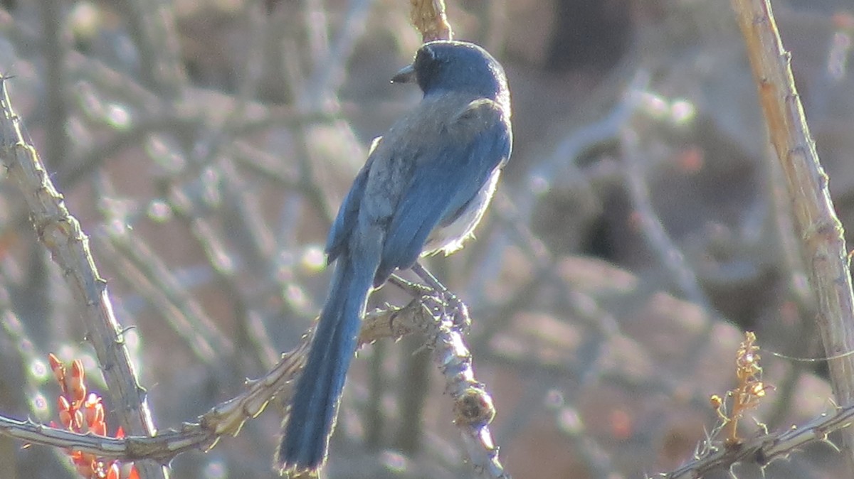 California Scrub-Jay - ML99615741