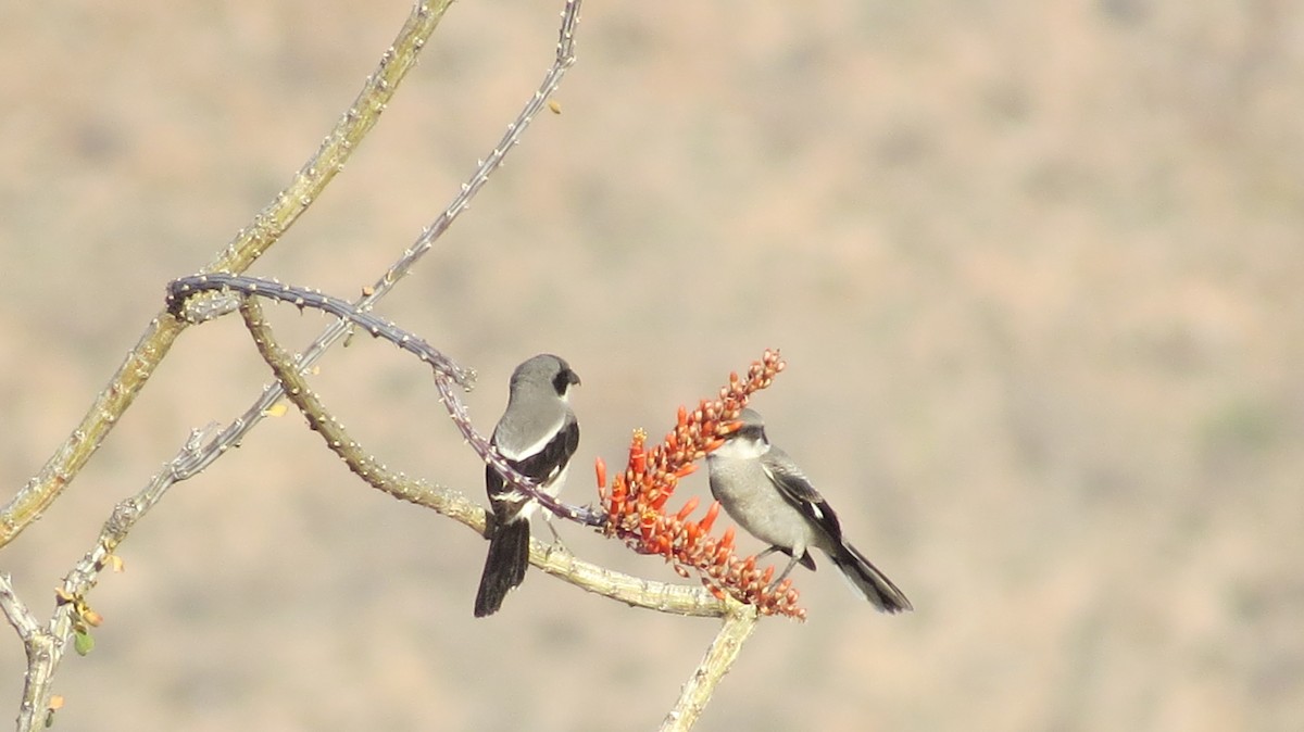 Loggerhead Shrike - ML99616301