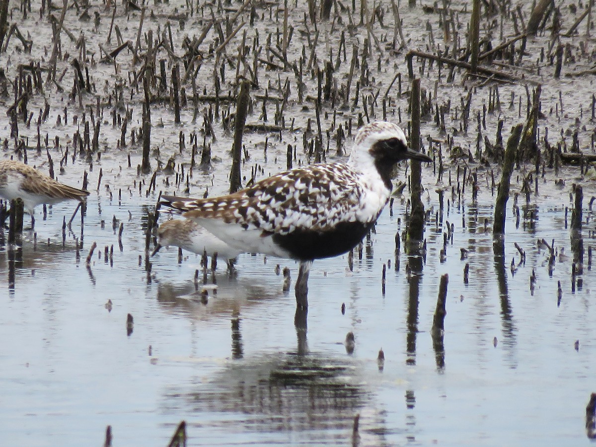 Black-bellied Plover - David Blevins