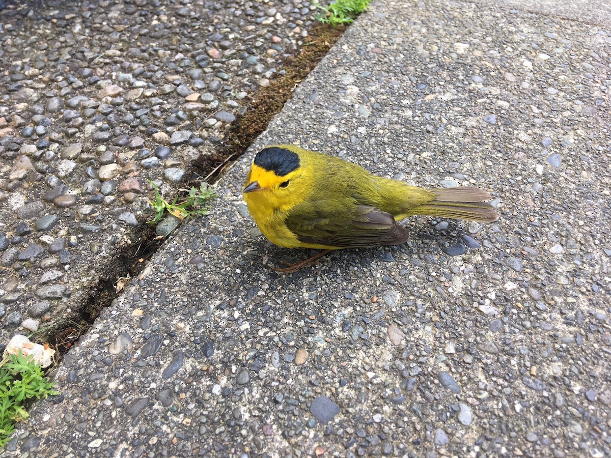 Wilson's Warbler - ML99617081