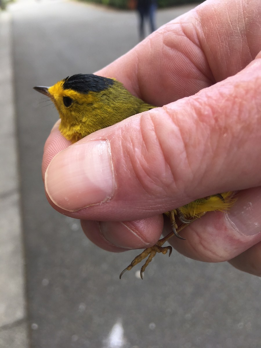 Wilson's Warbler - ML99617121