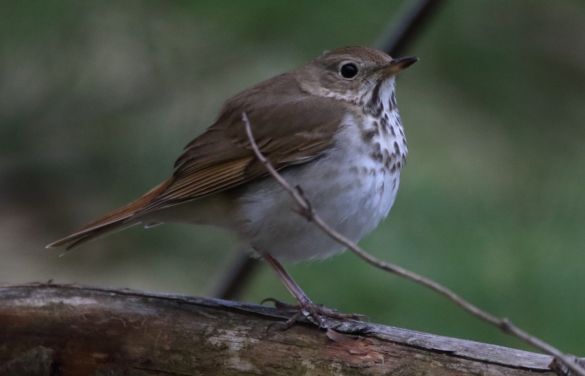 Hermit Thrush - ML99617891