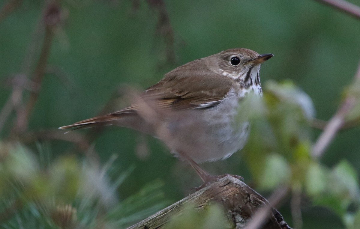 Hermit Thrush - ML99617901